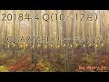 ✴︎2018年4Q(10〜12月早い!)リーディング✴︎🌝🍠🍁🍇⛄️🎄