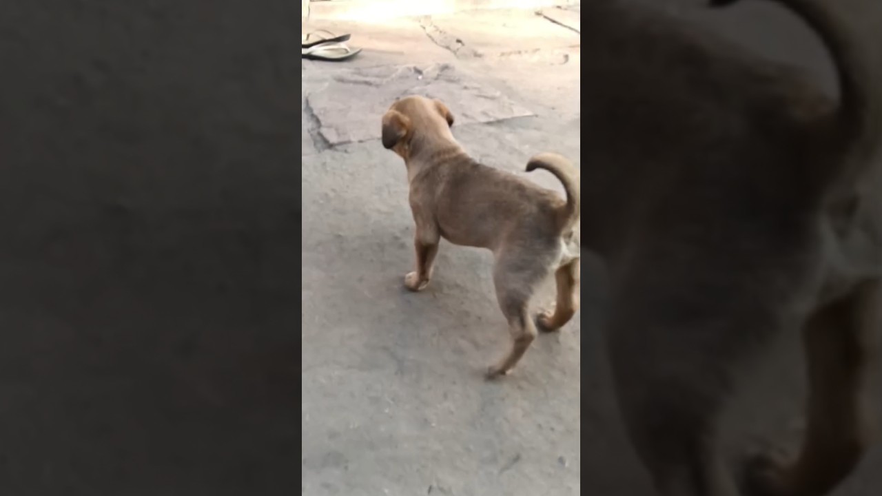 Dog 🐕 🐕 Training Time