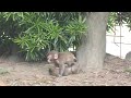 ぴょんぴょん跳ね回る赤ちゃん猿たち
