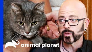 Jekyll And Hyde Cat Only Attacks His Owners At Night | My Cat From Hell Jekyll And Hyde Cat Only Attacks His Owners At Night | My Cat From Hell