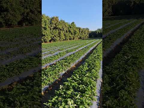 صلاة النبي علي الحلويات