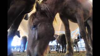 Wild Horse and Burro Adoption