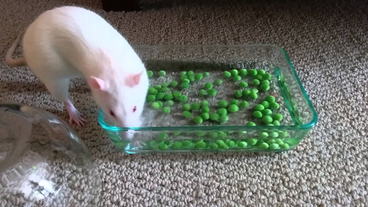 Pea Fishing
