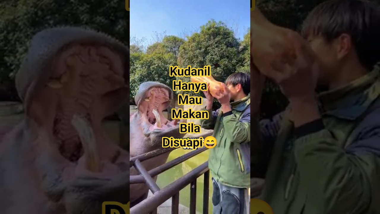 kudanil yang cuma mau disuapi 🥺😮🙂 