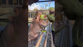 Hippopotamus That Just Wants To Be Fed  shorts animals viral biganimals shorts vide