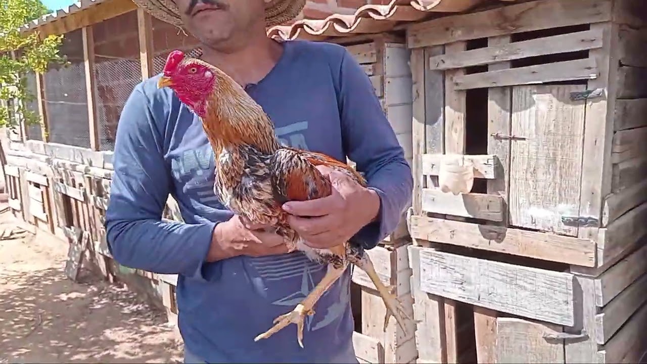 Meus Frangos  Diferenciados.