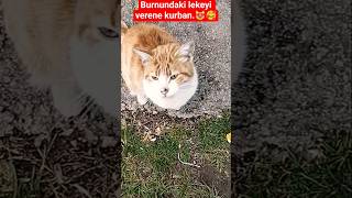 Kıyamam Burnundaki Kir Değil Lekeymiş.🥰I