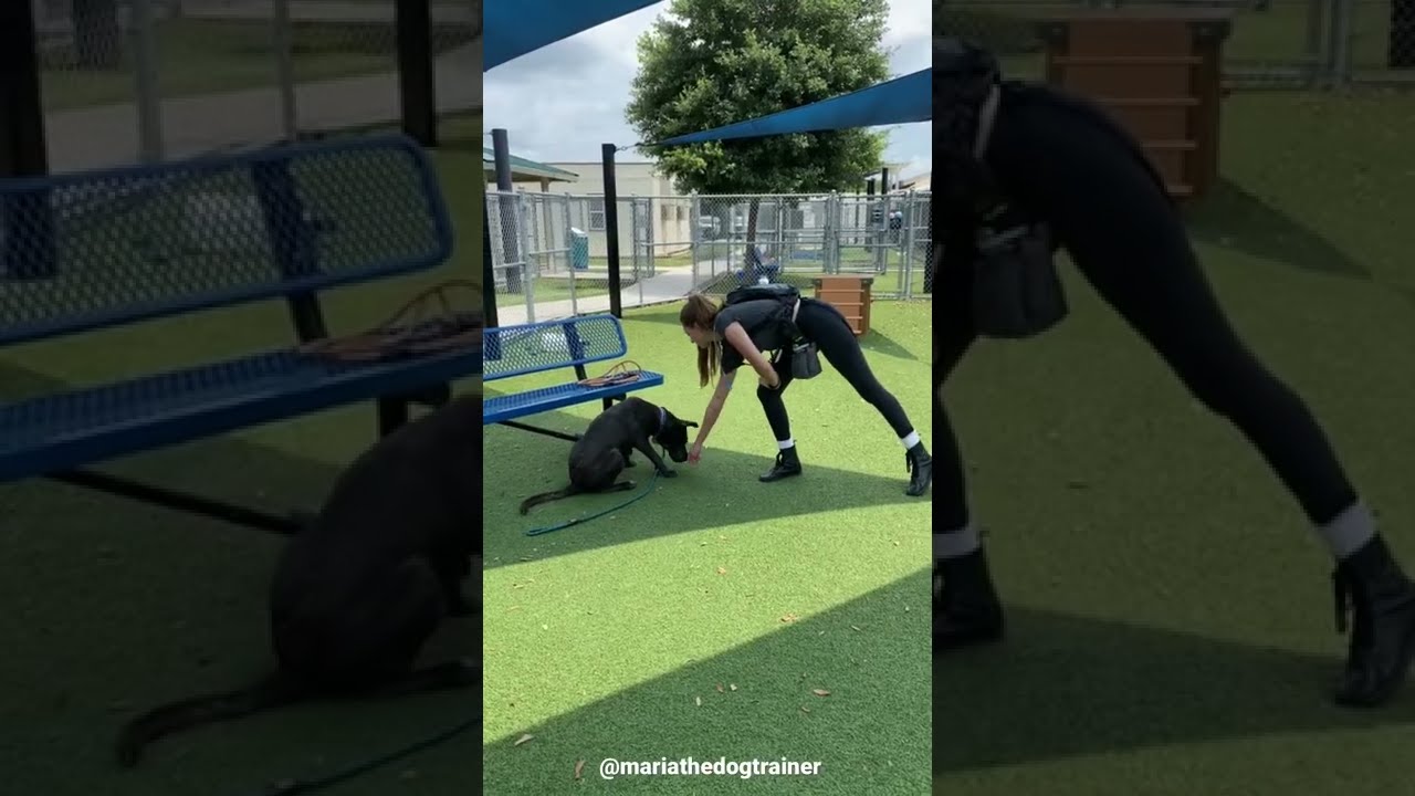 MariaTheDogTrainer & Lola 