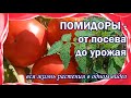 Как вырастить помидоры? В одном видео всё, от посева до урожая.