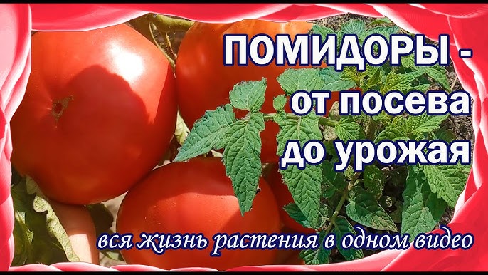 Томат Туз: описание сорта помидоров, характеристики, посадка и выращивание | Сайт о садоводстве