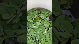 Budidaya ikan betok/betik/papuyu dalam ember bekas.  (pengecekan burayak usia satu hari) #part 1.