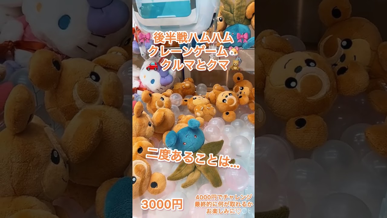 後半戦ハムハム🐹クレーンゲーム🐹🚗クルマとクマ🧸