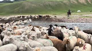 Nomadic Migration: Hundreds of Sheep Swimming Across a River 🌾🐏