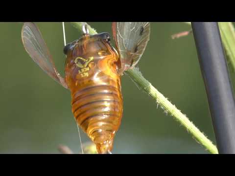 Savage Gear 3D Cicada video