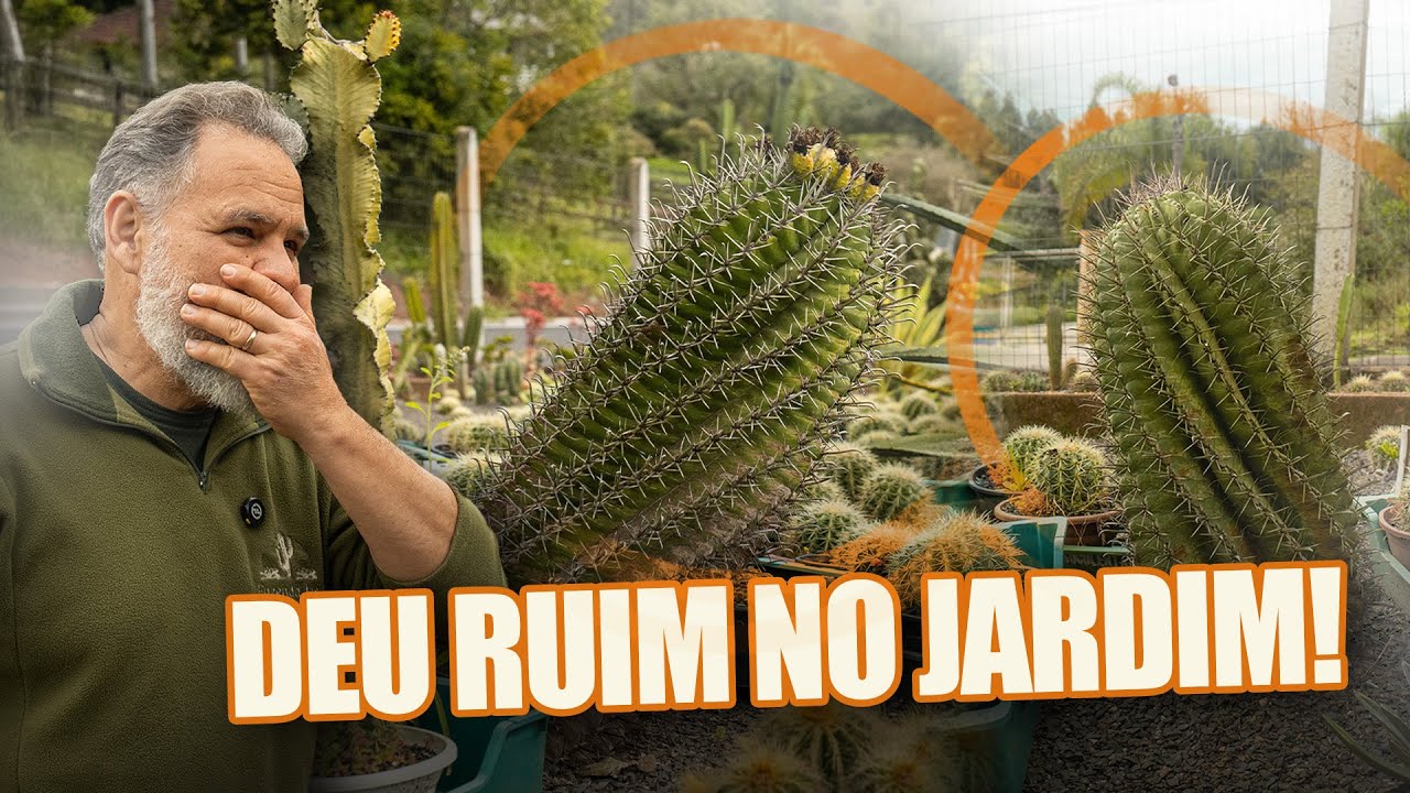 065 | Arrancamos 2 cactos de 15 anos do jardim