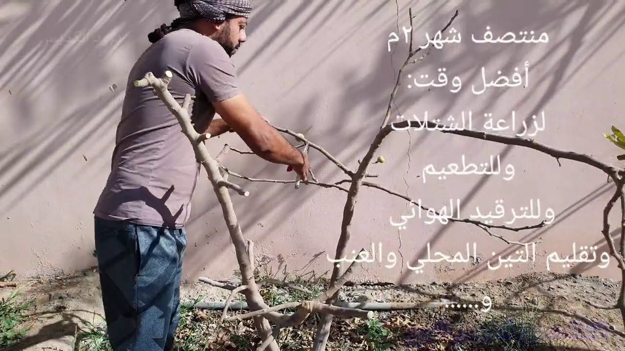 أفضل وقت لتقليم أشجار التين  The best time to prune fig trees