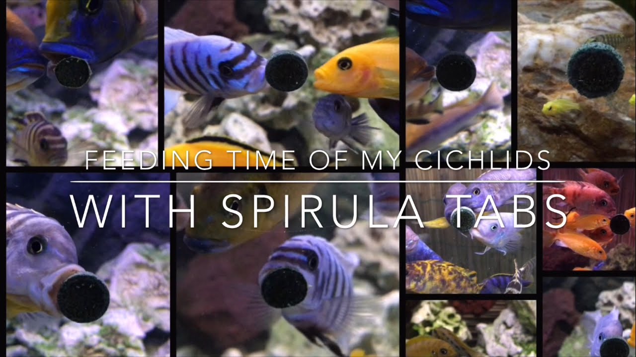 Feeding Time for all My Cichlids with spirula tabs !!! Beautifull video