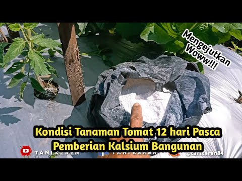 Video: Bolehkah saya menggunakan captan pada tomato?