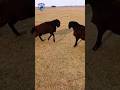 Warrior Rams ــ The Fierce Battle Mood of Fat-Tailed Sheep
