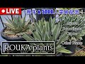 【LIVE】【アガベ】 ROUKA plants 1周年 & 5000人突破記念LIVE【Agave】【多肉植物】