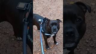 Exploring Lillomarka, Oslo With A Staffordshire Bull Terrier Blazzord & Dogs