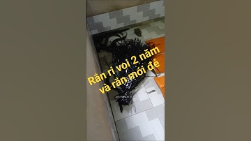 Rắn ri voi 2 năm và mới đẻ nhìn sẽ như thế #cầnthơ  #enhydrisbocourti​ #rắnrivoi​ #ritượng #rắncon