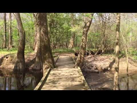 Congaree National Park - Weston Lake Loop Trail