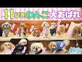 【9家族11わんこ!】シーズーだらけのお誕生日会に行ってきた【神戸JOY】