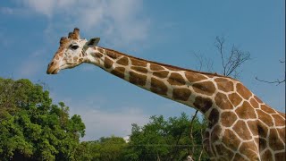 Fun facts about giraffes you might not know about