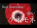 【チョークアート】赤いアネモネ  Red Anemone