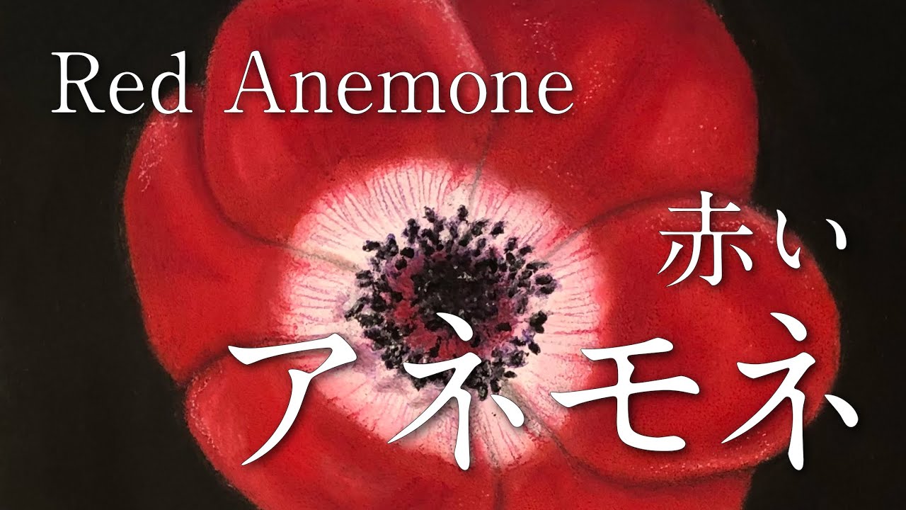 チョークアート 赤いアネモネ Red Anemone Youtube