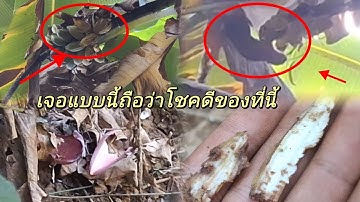 สุดยอดสุ่มยิงกระรอก