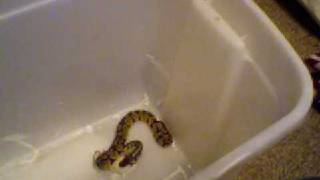 My New Ball Python
