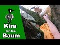 Katze Kira auf dem Baum - Tiernotruf #233