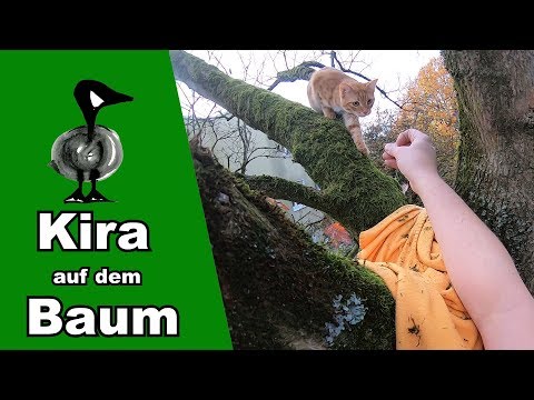 Video: Wie kriege ich eine Katze aus einem Baum?