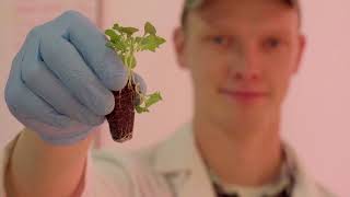 Crop Focus: Spring Mix