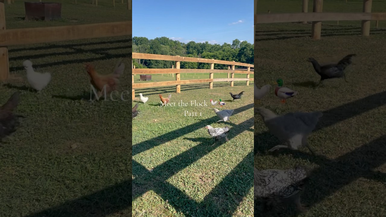 Meet the Flock 🐓🦆 Part 1 