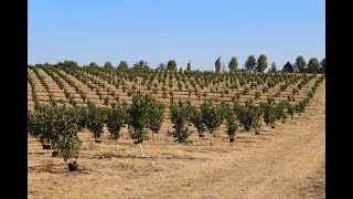 How to Plant a Hazelnut Orchard