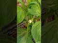 شروع یه چالش ۱۲۰ روزه از کاشت تا برداشت هر هفته تجربه ها و آموزش های واقعی از آبیاری کوددهی و