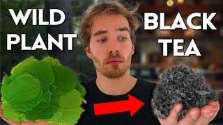 Making Black Tea Without A Tea Plant