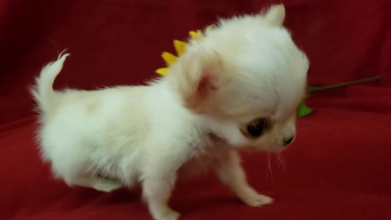 確認用です。chiwawa How Can You Tell If Your Chihuahua Is A Purebred Dog? - YouTube