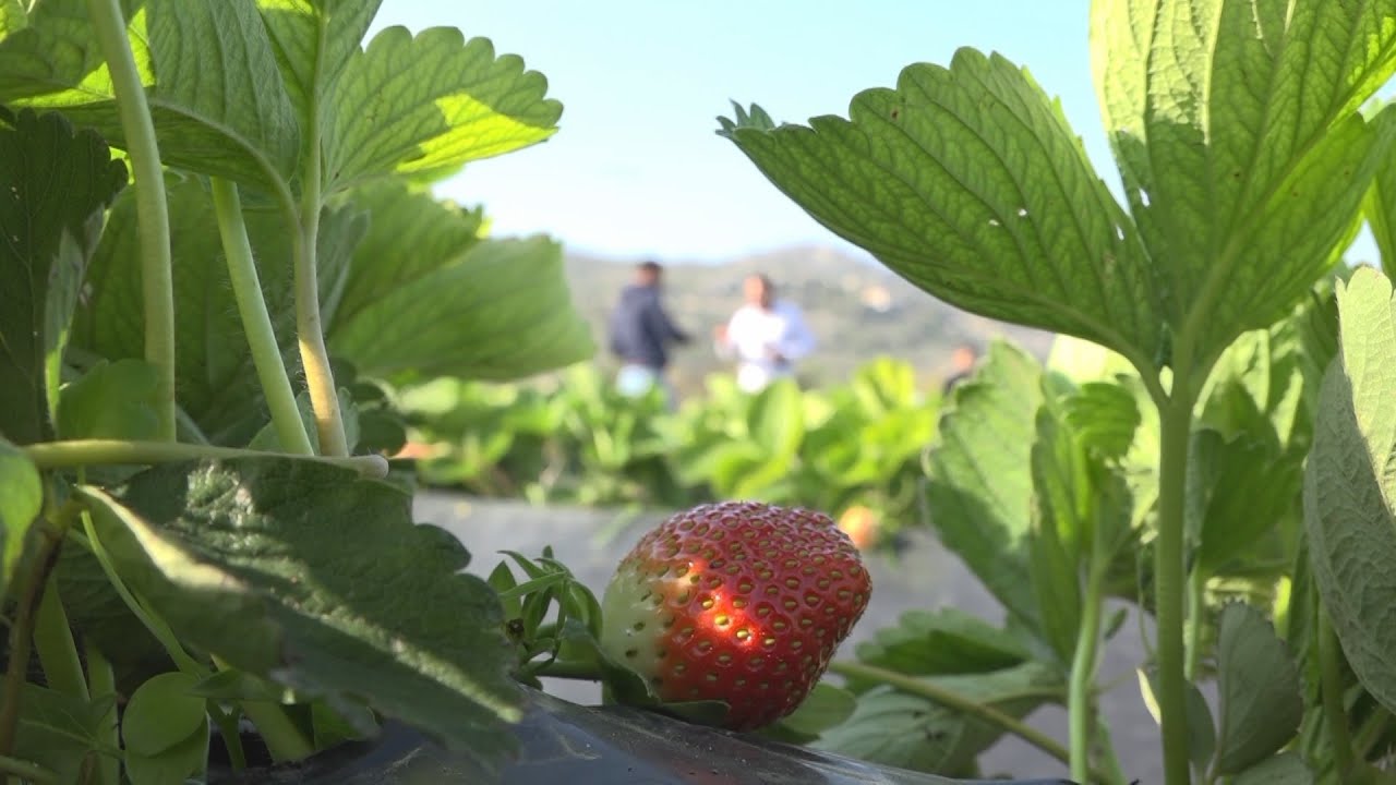 شاهد | نجاح تجربة زراعة الفراولة في بلدة بداما غربي إدلب