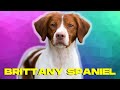 Brittany Spaniel Dog 101 - Top 10 Facts and THINGS to Know の動画、YouTube動画。