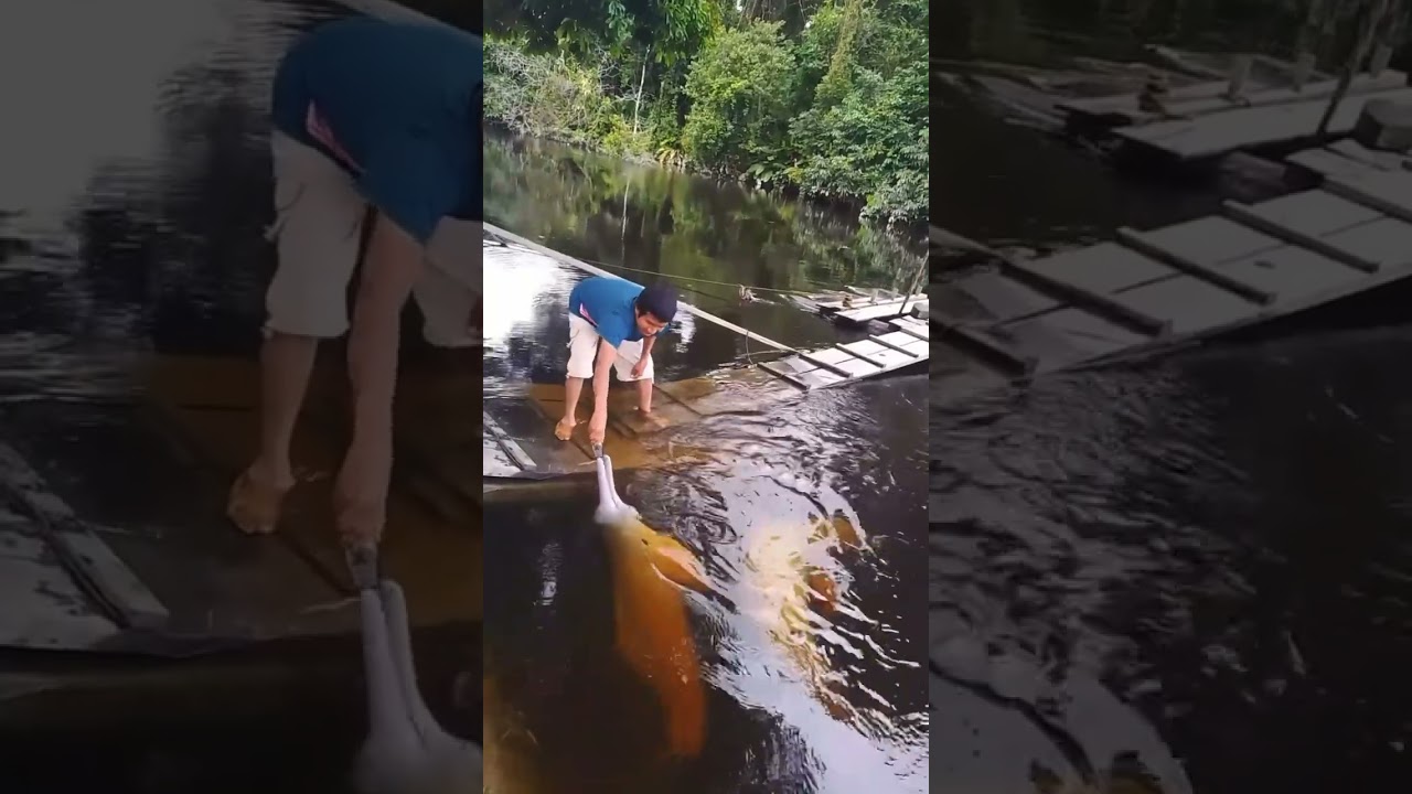 Bufeos o delfines rosados de agua dulce. 
