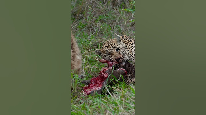 Leopard and Hyena Share Feast!