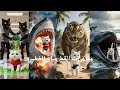 مغامرات القط مياو الخطيرة 😱 كاد يفقد حياته في لحظات مرعبة لن تُنسى | نهاية صادمة!