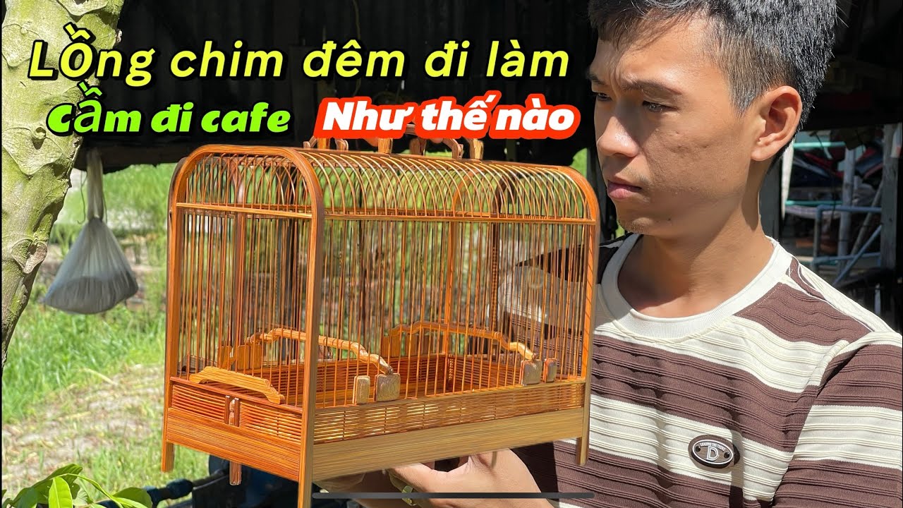 Lồng chim đi cafe là như thế nào(Mua lồng chim Ở đâu)