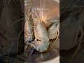 【世界最大の川エビ】エビの串焼き Giant river prawn