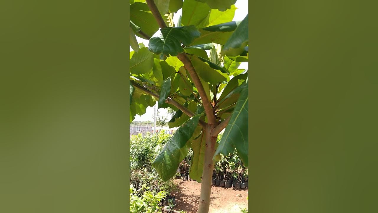 BADAM TREE🌱HOW TO GROW 😍 YouTube