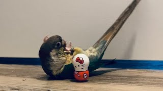 Junpei the bird 